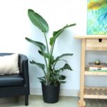 STRELITZIA NICOLAI -BIRD OF PARADISE / IN ASSORTED POT - 110 - 125 CM TOTAL HT