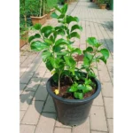 HIBISCUS YELLOW - Image 2