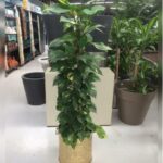 MONEY PLANT (EPIPREMNUM) WITH GOLDEN STEEL POT- TOTAL HEIGHT 150 CM