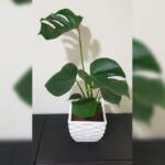 MONSTERA IN CERAMIC POT.