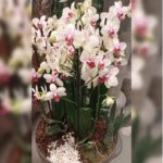 ORCHID ARRANGEMENTS
