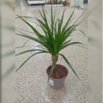 DRACAENA MARGINATA