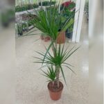 DRACAENA MARGINATA - MULTI STEM - 110 CM