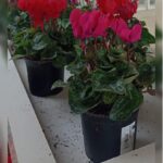 CYCLAMEN