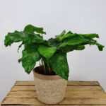 CALATHEA MUSAICA - IN ASSORTED POT