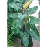 PHILODENDRON RED - 140 CM