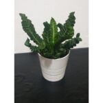 ASPLENIUM COBRA POTTED - 35 CM TOTAL HEIGHT