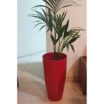 KENTIA PALM IN ROUND PLANTER - 120 CM TOTAL HEIGHT