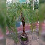 PHOENIX PALM