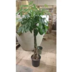 PACHIRA BRAIDED 90 TO 100 CM TOTAL HEIGHT