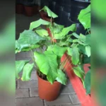 CALATHEA MUSAICA - Image 2