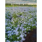 PLUMBAGO - Image 2