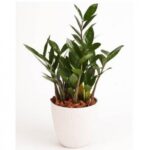 ZAMIOCULCAS ZAMIIFOLIA [ZZ] - POTTED - 35 CM HEIGHT
