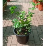 JASMINIUM MOGRA(SYRIAN JASMINE)