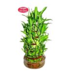 LUCKY BAMBOO - 5 LAYER