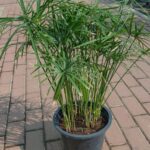 CYPERUS ALTERNIFOLIUS