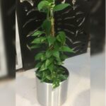 MONEY PLANT [ EPIPREMNUM MOSSTICK 100 CM IN 30 CM STEEL POT