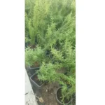 ROSE MARY 30 CM TOTAL HEIGHT - Image 2