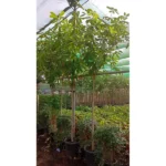 ALESTONIA SCHOLARS - Image 2