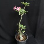ADENIUM 40 TO 50 CM HT