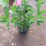 ADENIUM