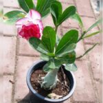 ADENIUM