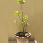 ADENIUM PLANT IN POT 80 - 90 CM TOTAL HEIGHT. ( ASSORTED POTS )