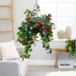 AESCHYNANTHUS [ LIPSTICK PLANT MONALISA ] HANGING