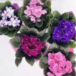 AFRICAN VIOLET - EACH - 25 AED - MIXED COLORS [ AVAILABLE COLOR ONLY ]