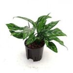 AGLAONEMA 30 TO 35CM