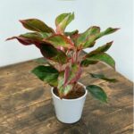 AGLAONEMA CRETA 30 TO 35CM POTTED