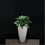 AGLAONEMA IN FIBER PLANTER