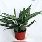 AGLAONEMA SILVER QUEEN 60 CM
