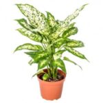 AGLAONEMA SNOW WHITE 60 CM