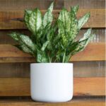 AGLAONEMA WHITE DALMATIAN POTTED 35 CM