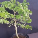 ALBIZIA LEBBECK
