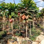 ALMOND TREE 2.5M HT AND 25-30 MM TRUNK DIA [ BADAM TREE ]