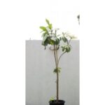 ALMOND TREE [BADAM TREE] 110 CM - TERMINALIA CATAPPA