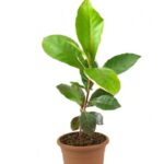 ALMOND TREE [BADAM TREE] 50 CM - TERMINALIA CATAPPA