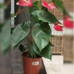 ANTHURIUM 45 - 50 CM HT