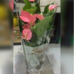 ANTHURIUM PINK . 70 CM HEIGHT