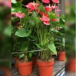 ANTHURIUM PINK 50 TO 55CM HT