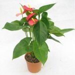 ANTHURIUM RED / PINK - 50 TO 55CM HT