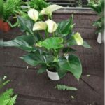 ANTHURIUM WHITE 50 TO 55 CM HEIGHT