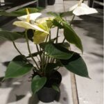 ANTHURIUM WHITE
