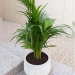 ARECA PALM POTTED 80 CM TO 1MTR HEIGHT