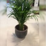ARECA PALM WITH CERAMIC POT
