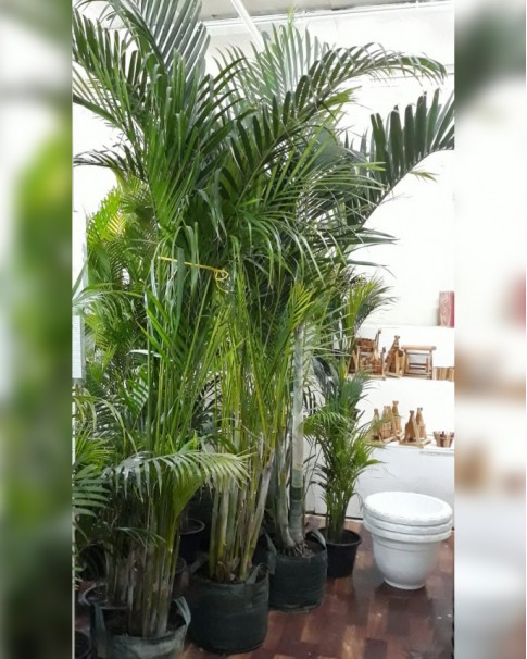 ARECA PALM. 1.8 TO 2 MTR HEIGHT DIP 780-485x606
