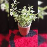 ASYSTASIA GANGETICA IN GOLDEN POT