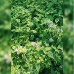 ASYSTASIA GANGETICA MINI